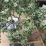 公寓 Pine And Lime *