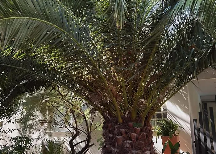 Pine And Lime * Πούλα