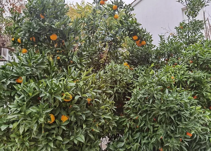 Pine And Lime Apartment